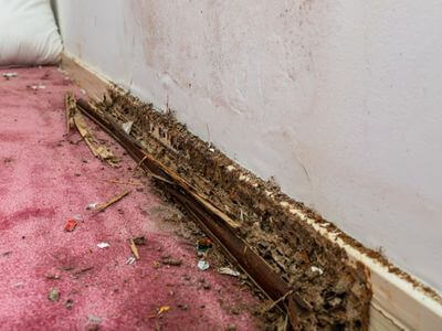 About Home Water Services - water damage restoration experts in Fultondale, AL